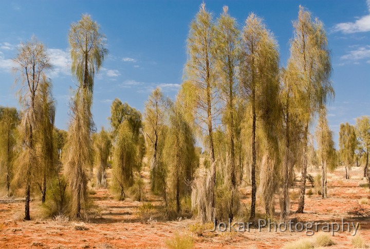 Kings Canyon_20070918_003.jpg